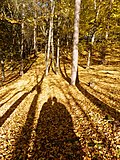 Thumbnail for version as of 22:22, 25 November 2015